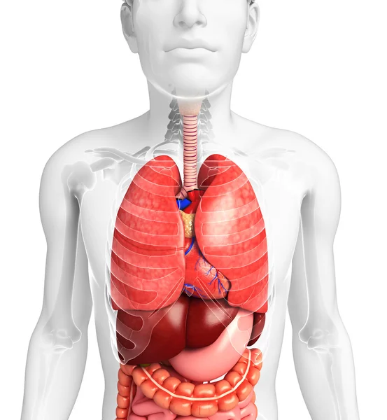 Verdauungssystem des männlichen Körpers — Stockfoto