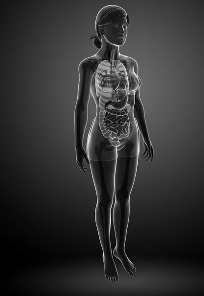 Sistema digestivo de raios-x feminino — Fotografia de Stock