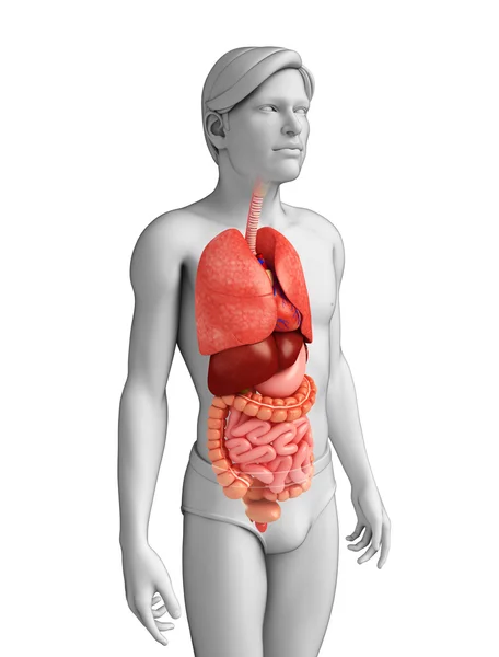 Erkek vücudunun sindirim sistemi — Stok fotoğraf