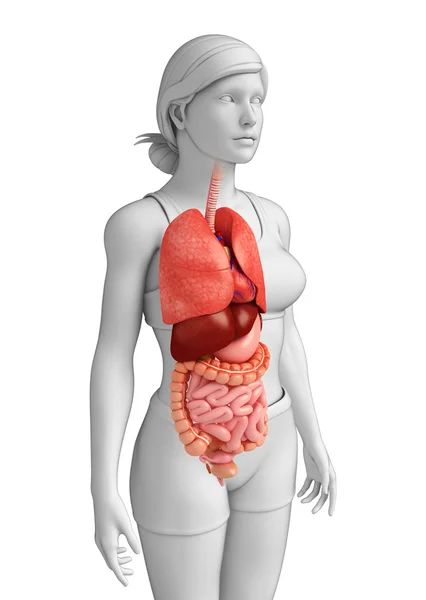 Kadın sindirim sistemi resmi — Stok fotoğraf