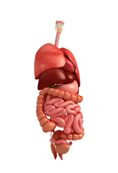 Kvinnliga matsmältningssystemet konstverk — Stockfoto