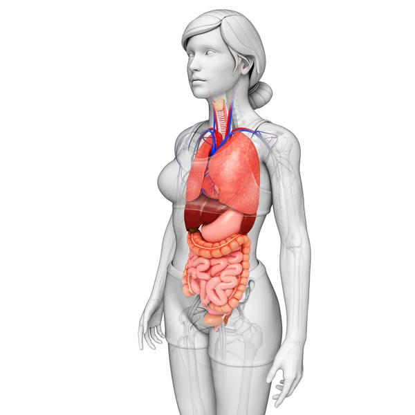 Arte do sistema digestivo feminino — Fotografia de Stock