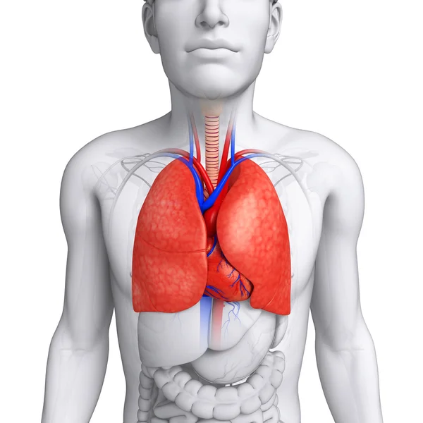 男性の肺の解剖学 — ストック写真