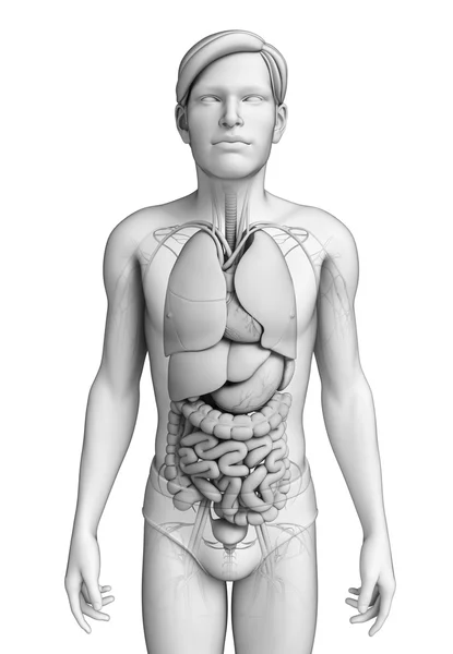 男性の解剖学の消化器系 — ストック写真