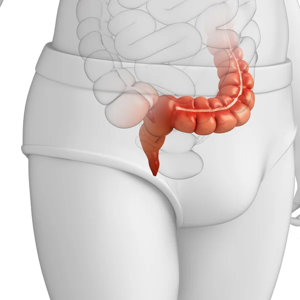 男性の大きい腸解剖学 — ストック写真