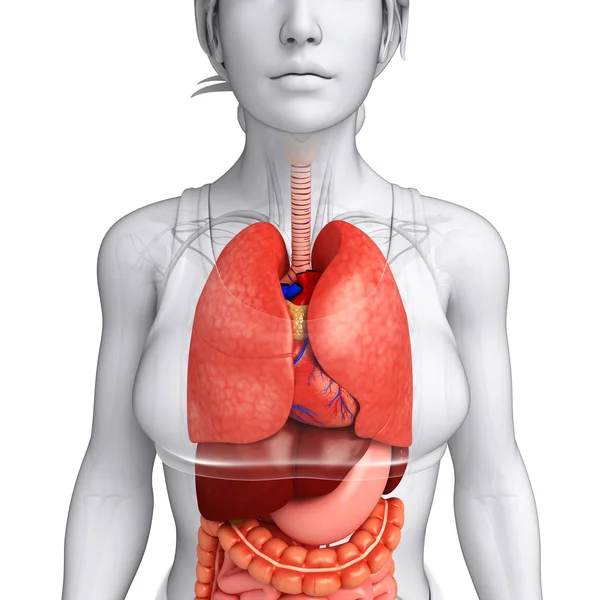 Arte del sistema digestivo femenino — Foto de Stock