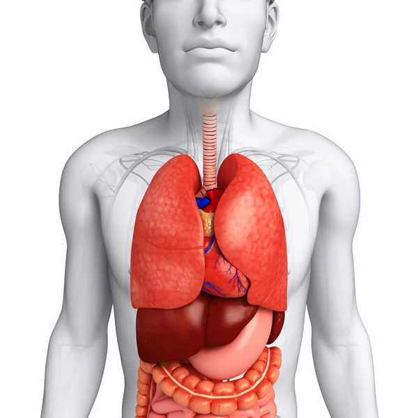 Sistema digestivo del cuerpo masculino — Foto de Stock