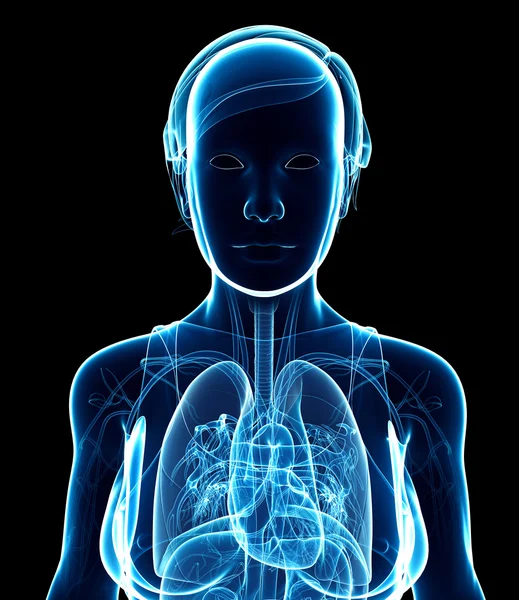 Female x-ray respiratory system artwork — Stock Photo, Image