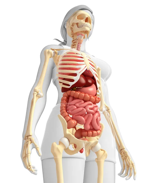 Kvinnliga skelett och matsmältningssystemet — Stockfoto