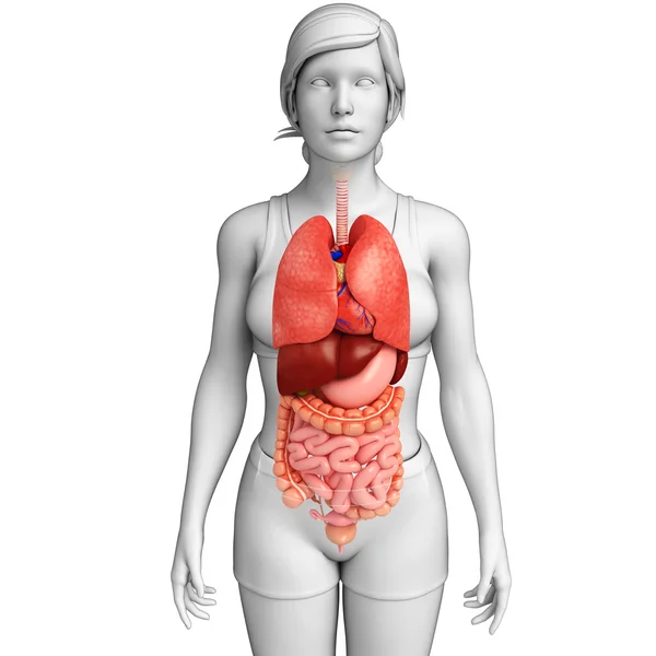 Female digestive system artwork — Stock Photo, Image