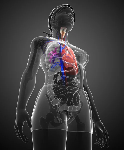 男性の肺の解剖学 — ストック写真