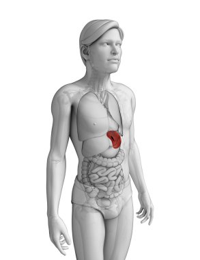 erkek dalak anatomisi