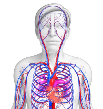 Male heart circulatory system clipart
