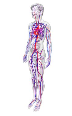 erkek dolaşım sistemi