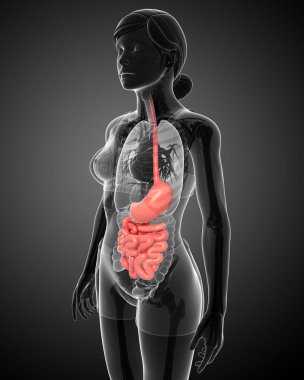 erkek anatomisi ince bağırsak