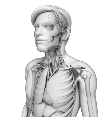 Human body respiratory system clipart
