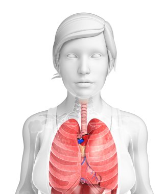 kadın solunum sistemi