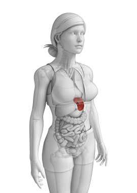 kadın dalak anatomisi
