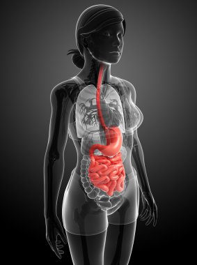 erkek anatomisi ince bağırsak
