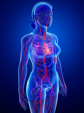 kadın dolaşım sistemi