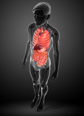 erkek vücudunun sindirim sistemi