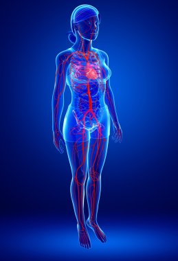 insan kalp anatomisi