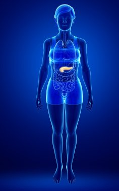 kadın pankreas anatomisi