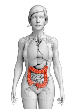 kadın kalın bağırsak anatomisi