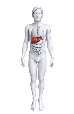 Male liver anatomy