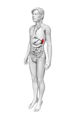 erkek dalak anatomisi