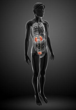 erkek üriner sistem