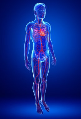 erkek dolaşım sistemi