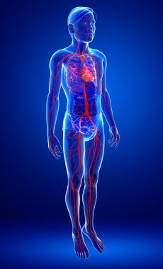 İnsan arterie anatomi