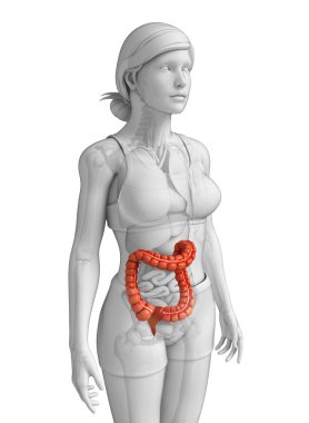 kadın kalın bağırsak anatomisi