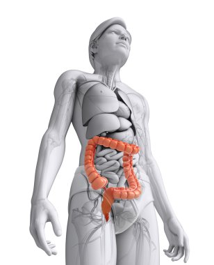 kalın bağırsak erkek anatomisi
