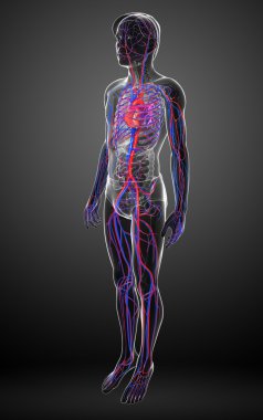 erkek dolaşım sistemi