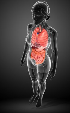 kadın sindirim sistemi resmi