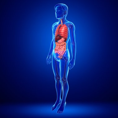 erkek vücudunun sindirim sistemi