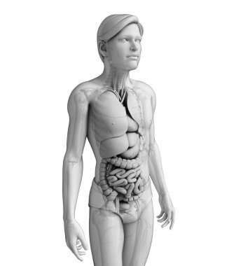 erkek anatomisi, sindirim sistemi