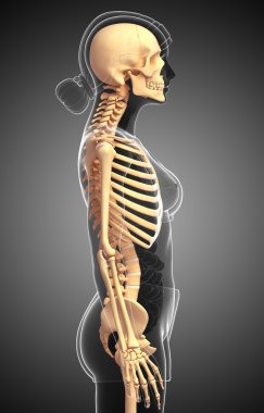 İnsan iskeleti yan görünümü