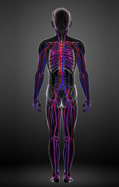 erkek dolaşım sistemi