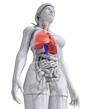 erkek akciğerler anatomi