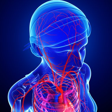  Kadın baş arterler