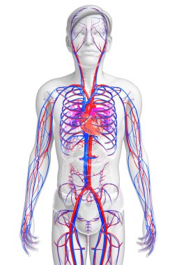 Male circulatory system clipart