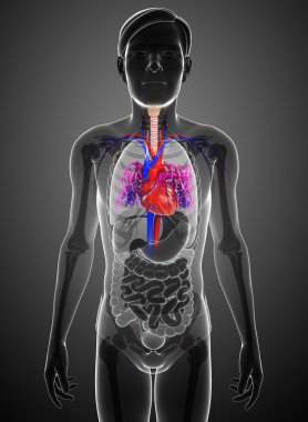 erkek kalp anatomisi