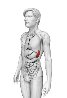 Male spleen anatomy clipart