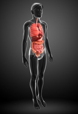 erkek vücudunun sindirim sistemi