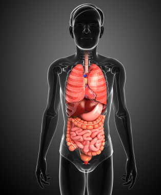 erkek vücudunun sindirim sistemi