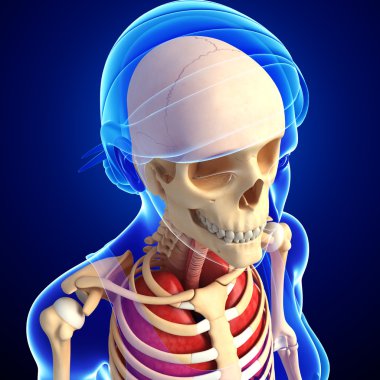 insan baş anatomisi