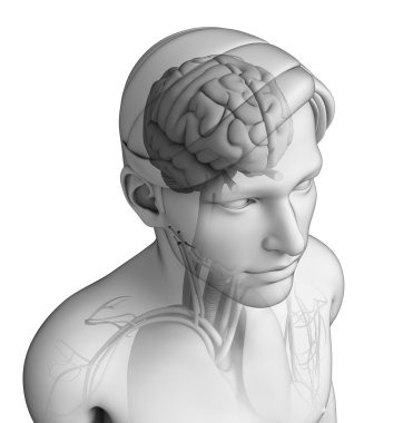 insan baş anatomisi
